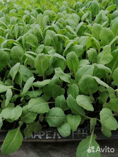 Рассада капусты