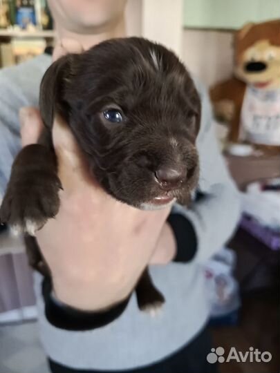 Щенки спаниеля