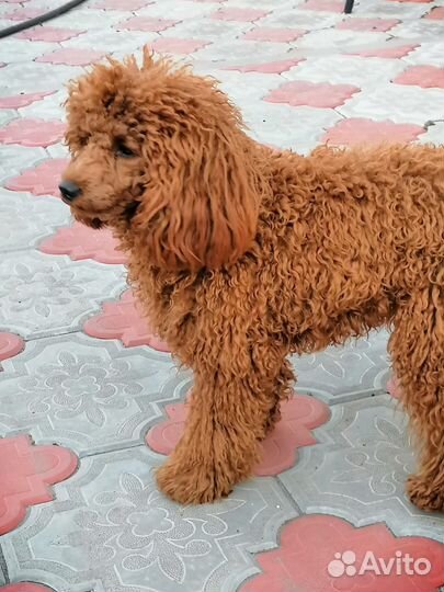 Малыши пуделята