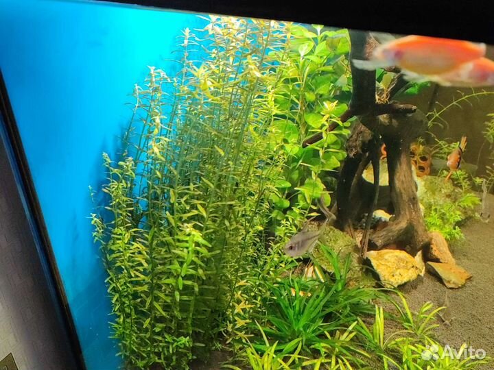 Аквариумные растения