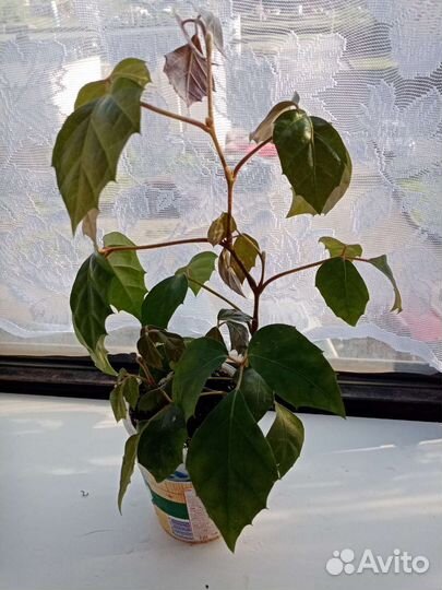 Березка /циссус