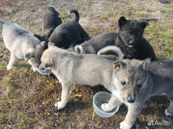 Щенки полулайки