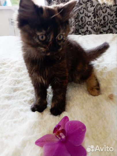 Кошка в дар бесплатно