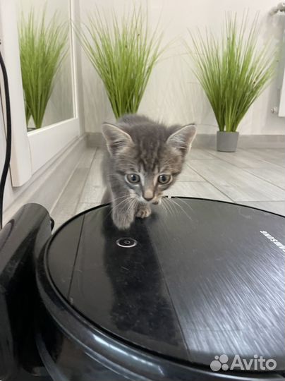 Котик в добрые руки