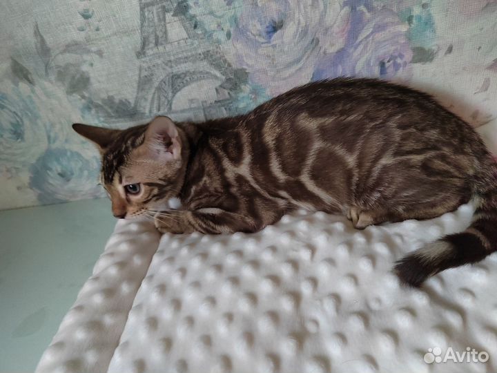 Бенгальский котик