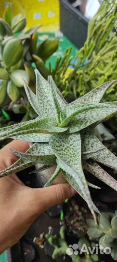 Суккуленты часть 1