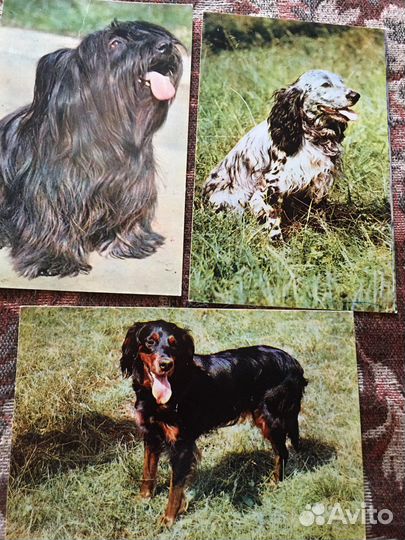 Открытки СССР собаки