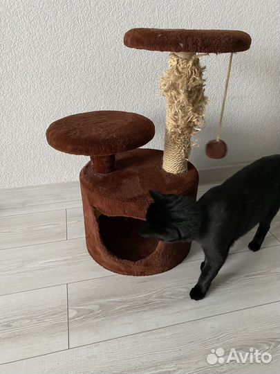 Когтеточка для кошек