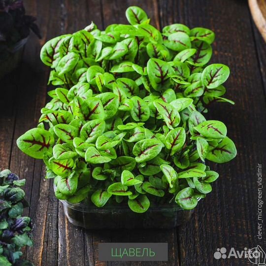 Микрозелень