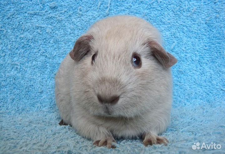 Морские свинки, мальчики