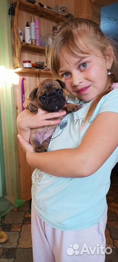 Французский бульдог щенки