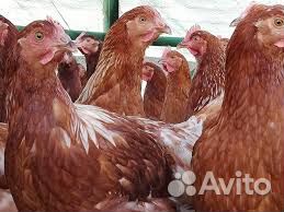 Ломан Браун Молоденькие куры на яйцо Гарантия