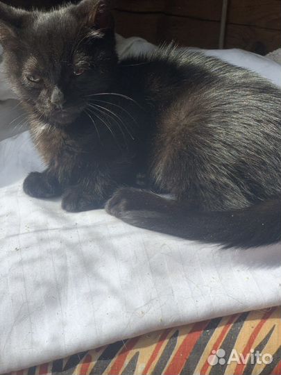 Котёнок мальчик