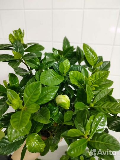 Гардения жасминовидная