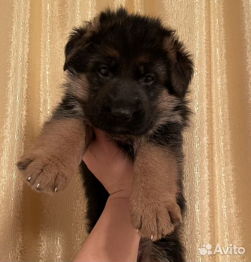 Немецкая овчарка, щенки, подростки