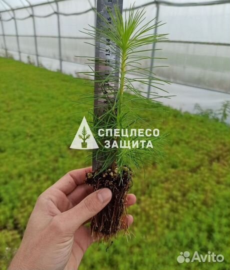 Сеянцы ели и сосны с зкс