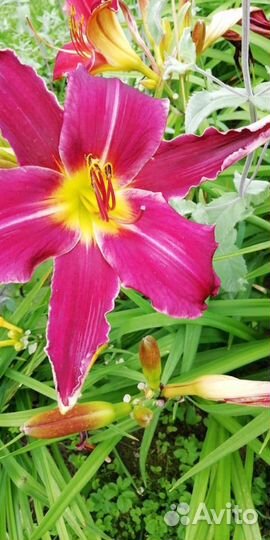 Многолетние цветы - Лилии