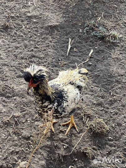 Молодые петухи
