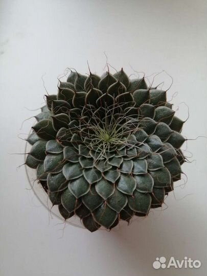 Суккуленты