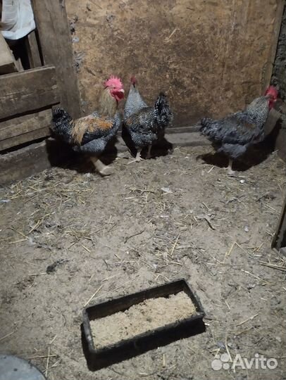 Петухи молодые