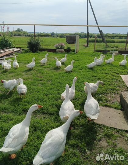 Мясо утки и гуся, гусиный жир