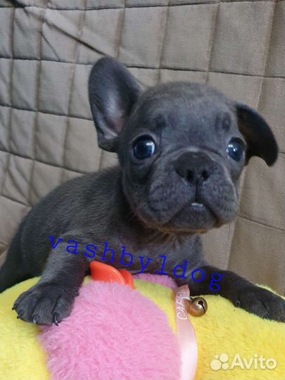 Французский бульдог, голубая девочка