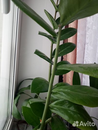 Замиокалькас -растение
