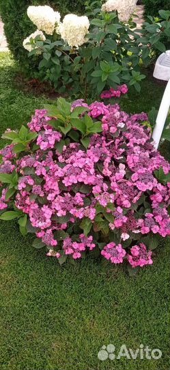 Гортензия сбежавшая невеста и пильчатая