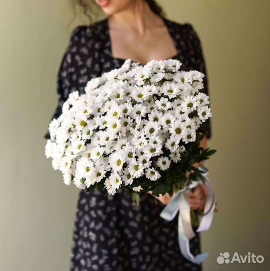 Хризантема Цветы Доставка