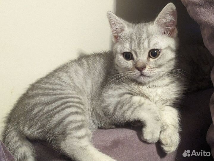 Британские котята