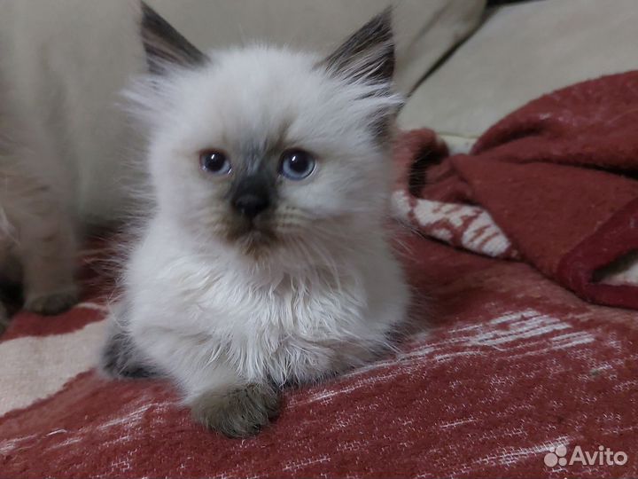 Невская маскарадная