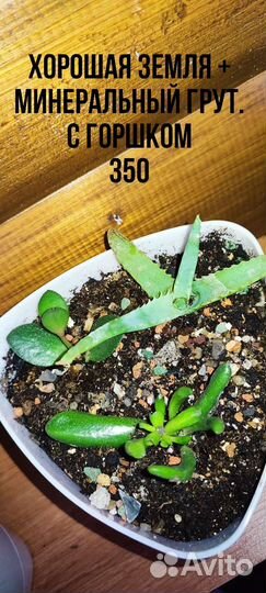 Алое, толстянка, крассула хоббит