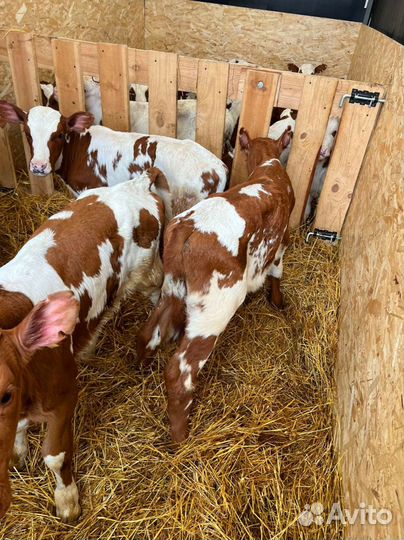 Телята доставка с выбором