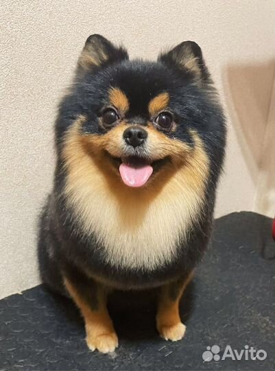 Стрижка собак и котов (груминг)