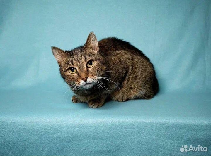 Котик Матвей в добрые руки