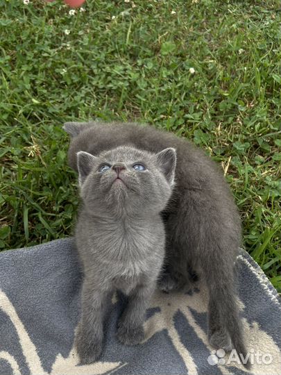 Котята бесплатно