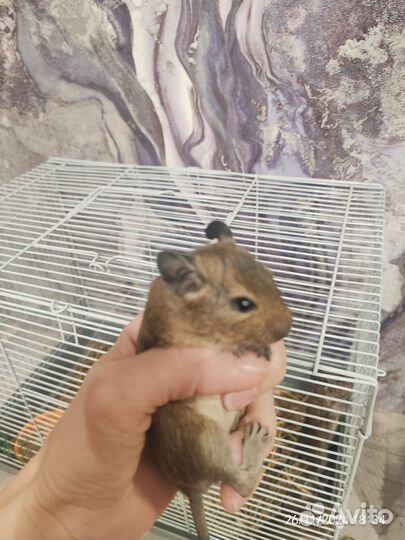 Бельчата дегу