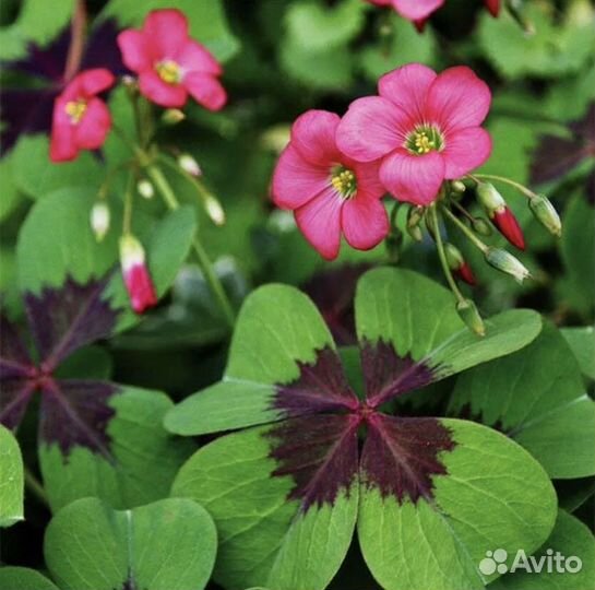 Кислица оксалис