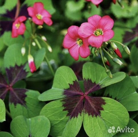 Кислица оксалис