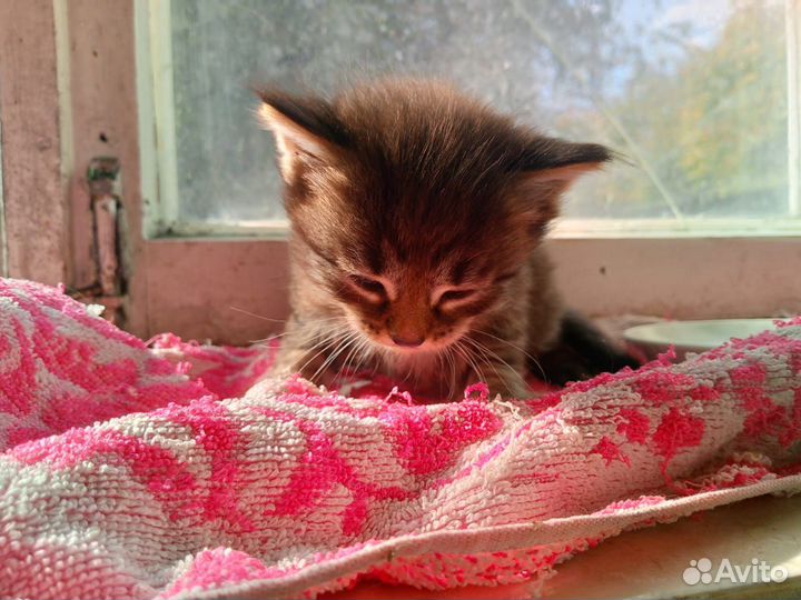 Котята