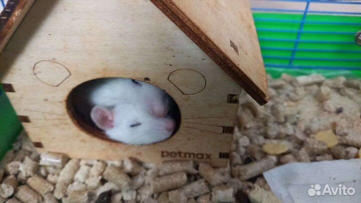 Крысята бесплатно