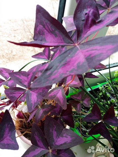 Домашние цветы