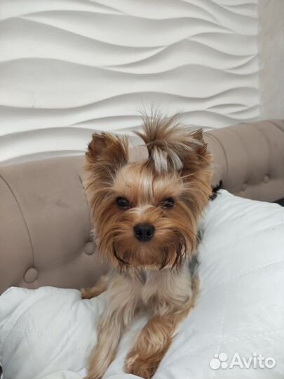 Йоркширский терьер вязка мальчик
