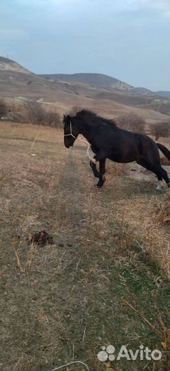 Жеребчик тяжеловоз
