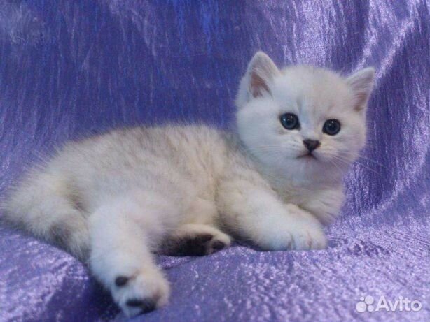 Серебристая шиншилла