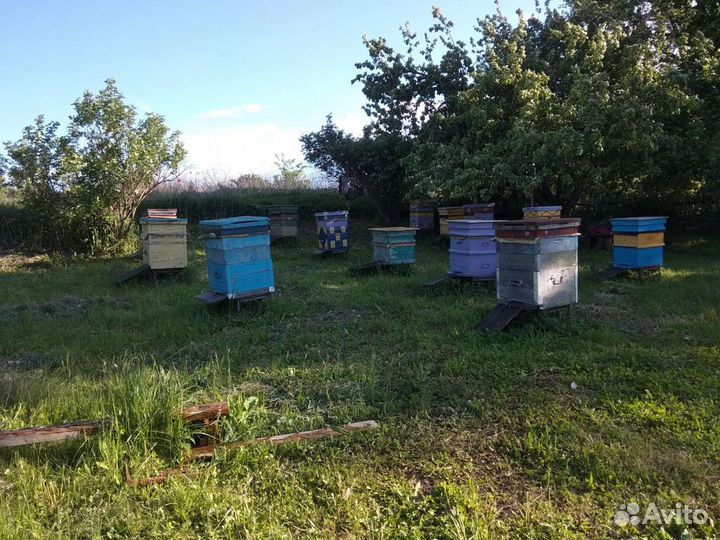 Матки,пчелы