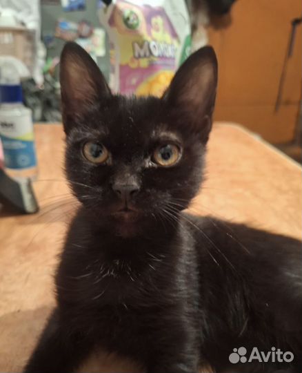 Самый ласковый и нежный зверь (котенок)