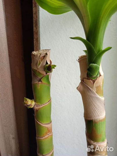 Драцена Массанжеана, горшке 2 шт
