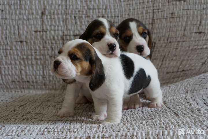 Щенки бигль