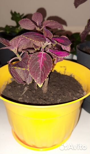 Колеусы вегетативные